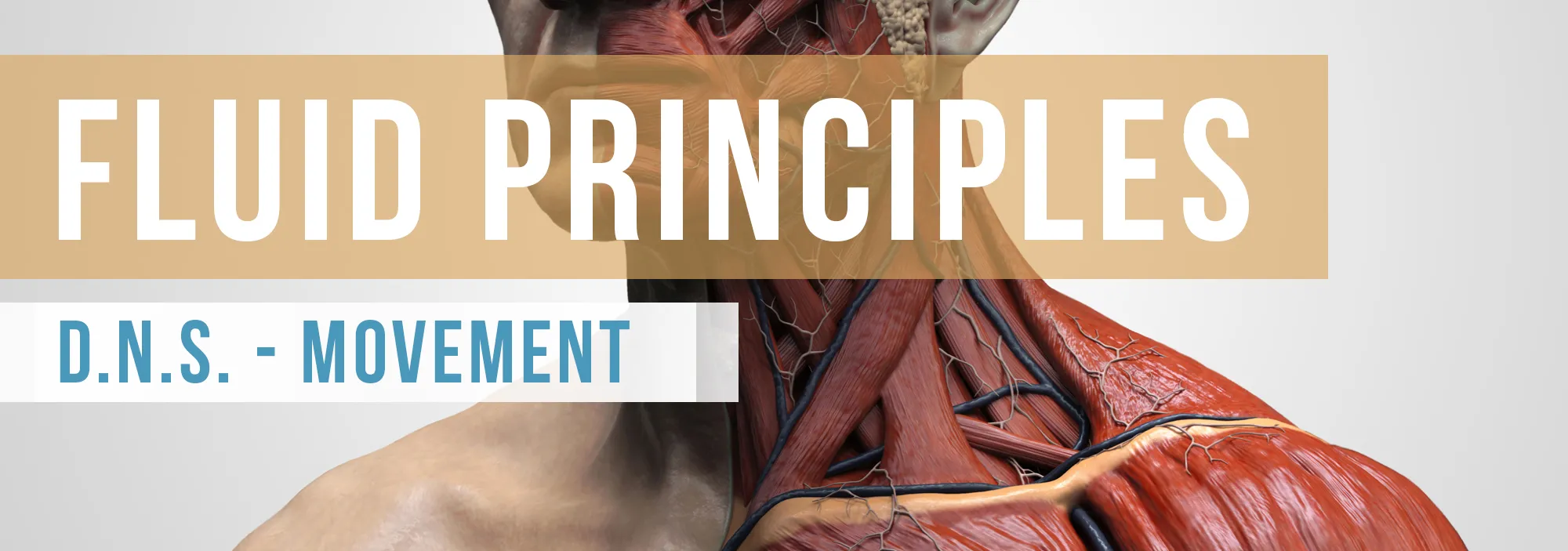DNS and Movement Fluid Health & Fitness
