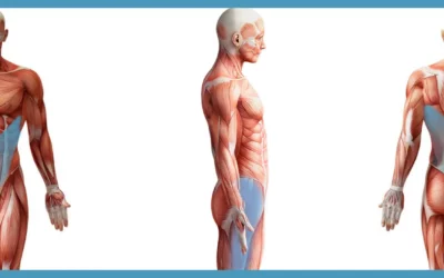 BIOMECHANICS MONTHLY | MUSCULAR SYSTEMS AND ANATOMICAL SLINGS